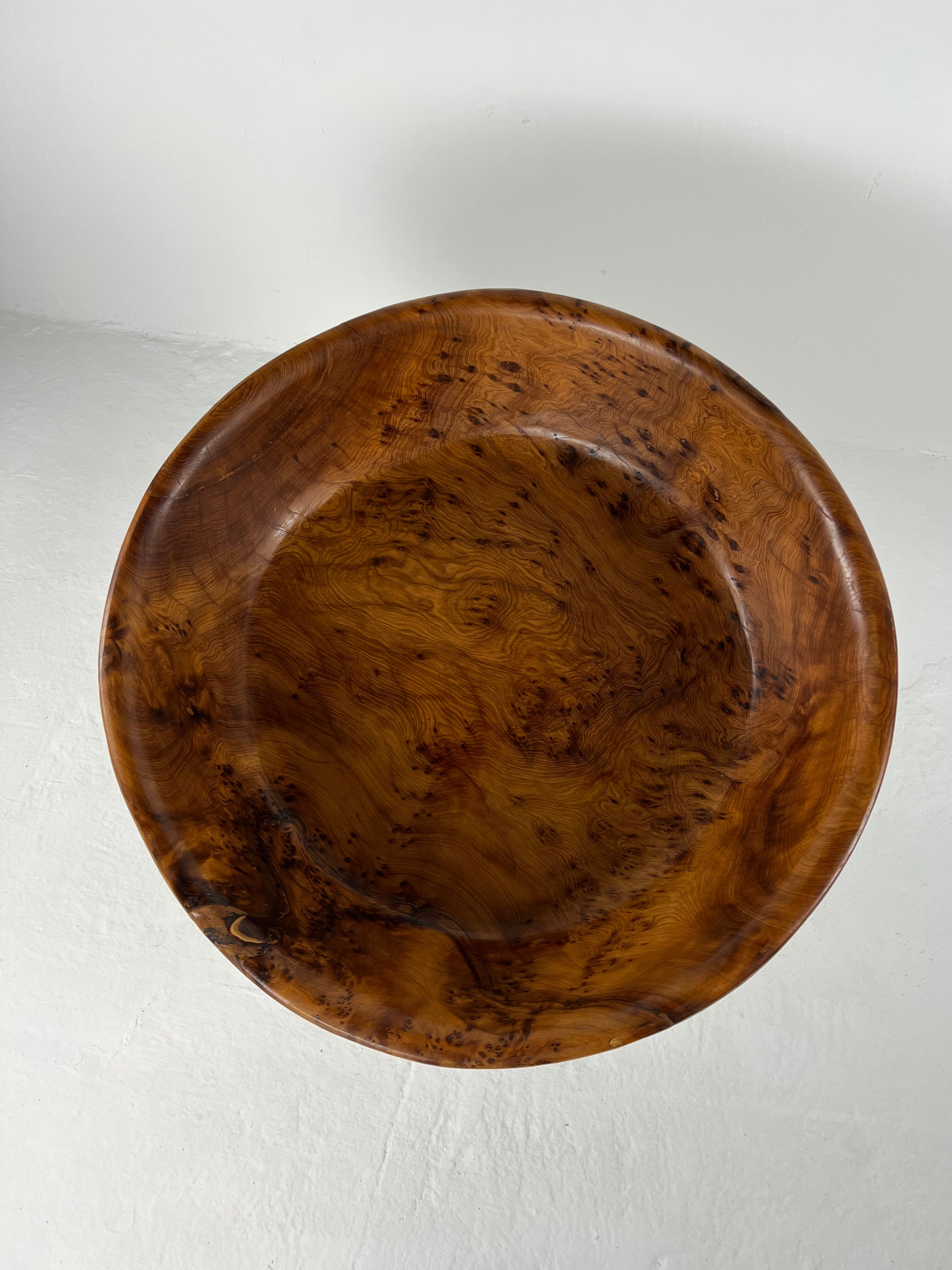 Xxl dish in tuya root