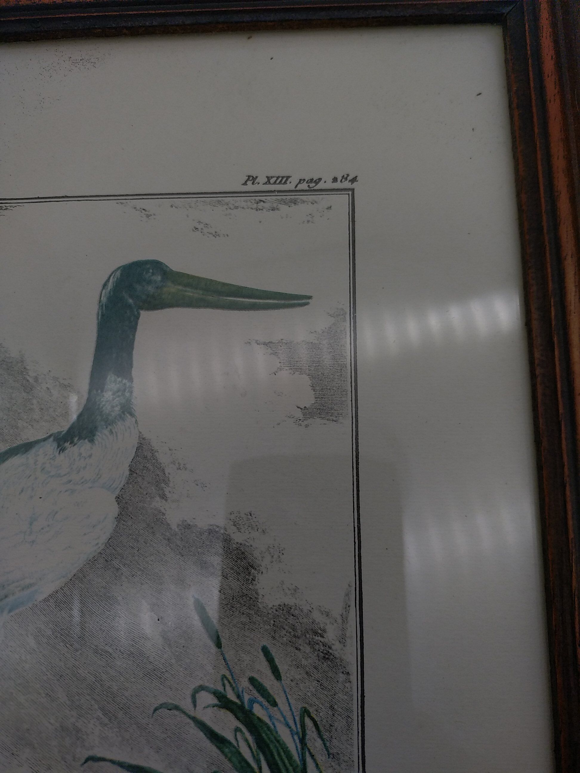 2 planches encadrés, la caille et le jabiru, buffon