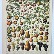Engraving • Fruits from our regions, varieties • Original and vintage poster from 1898