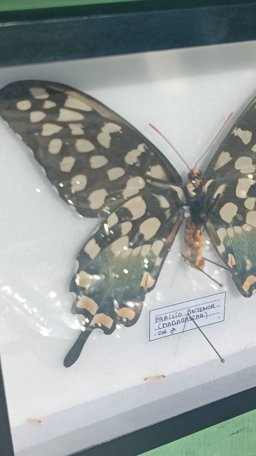 Papillon Antenor de Madagascar