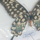Madagascar Antenor Butterfly