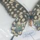 Papillon Antenor de Madagascar