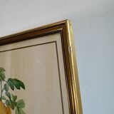 Old frame pink yellow Dreaded