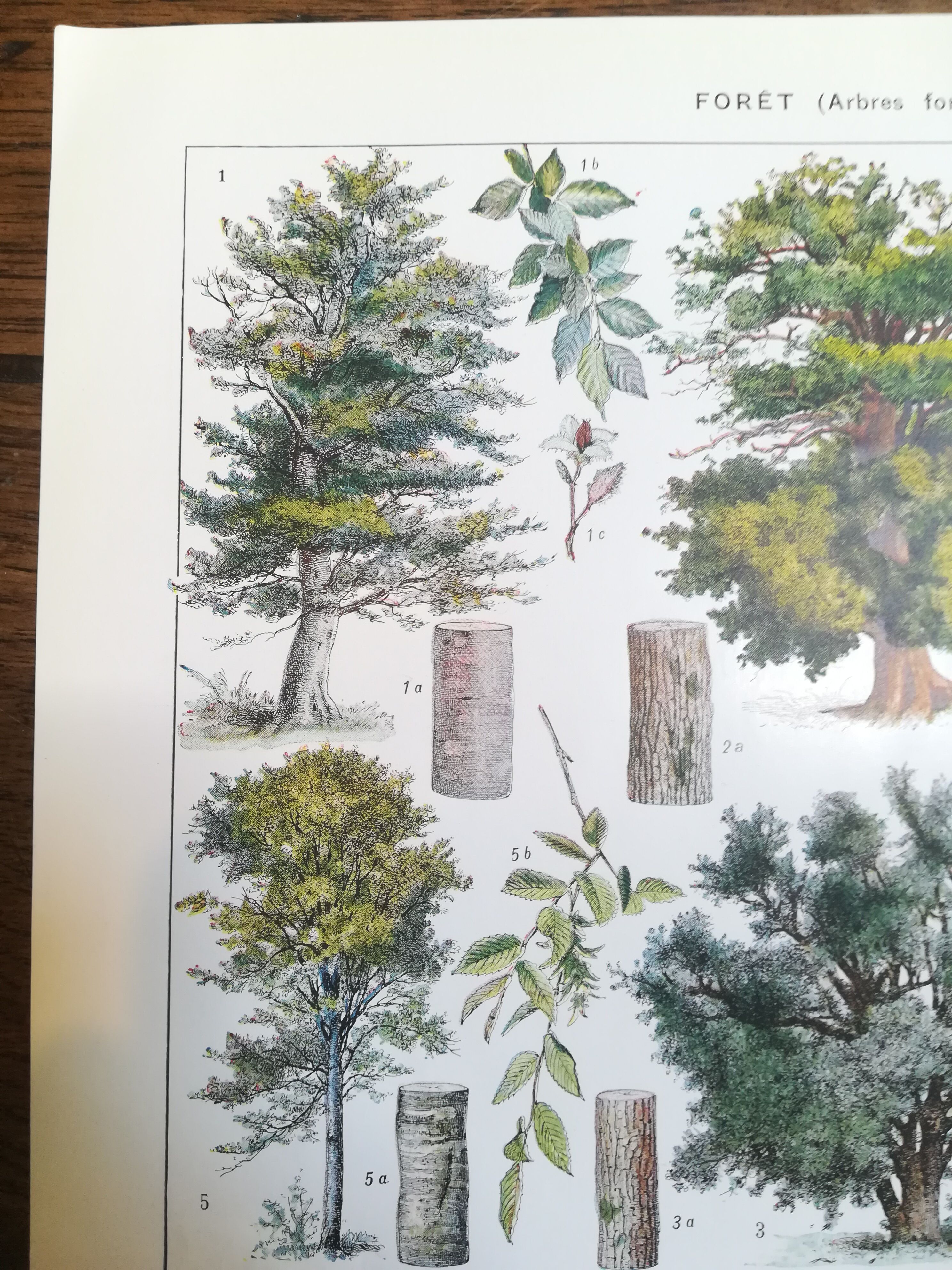 Lithographie sur les arbres de 1928 "hêtre"