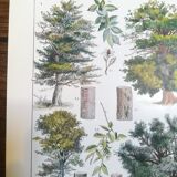 Lithographie sur les arbres de 1928 "hêtre"