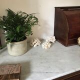 Ancient white coral in trio