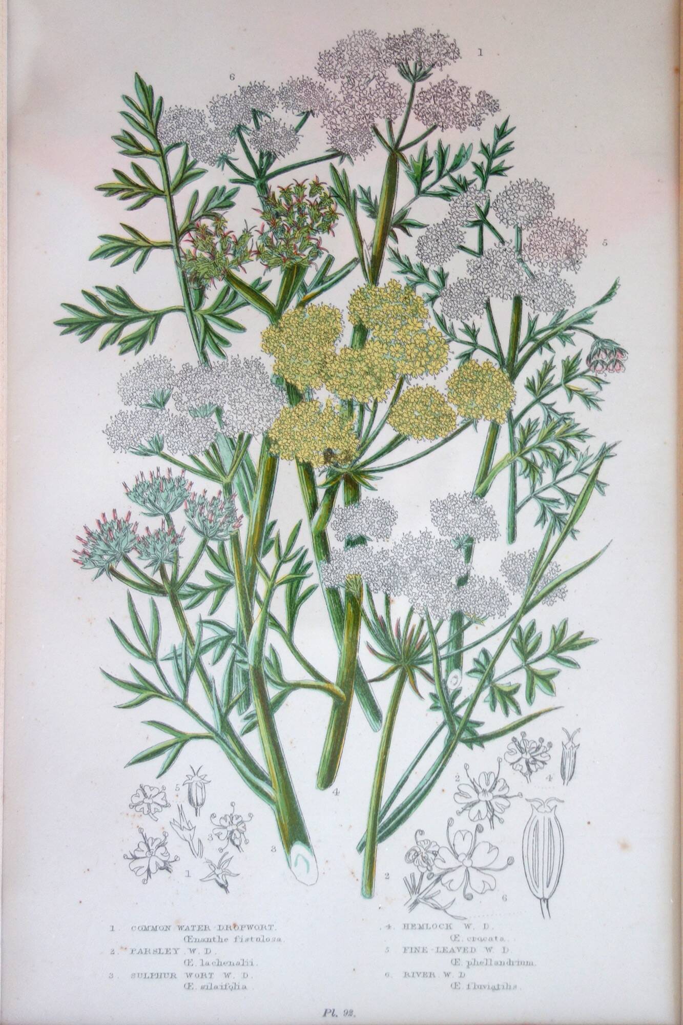 4 framed botanical plates, 19th century