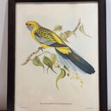 Bird lithograph j&e gould