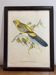 Lithographie oiseau j&e gould