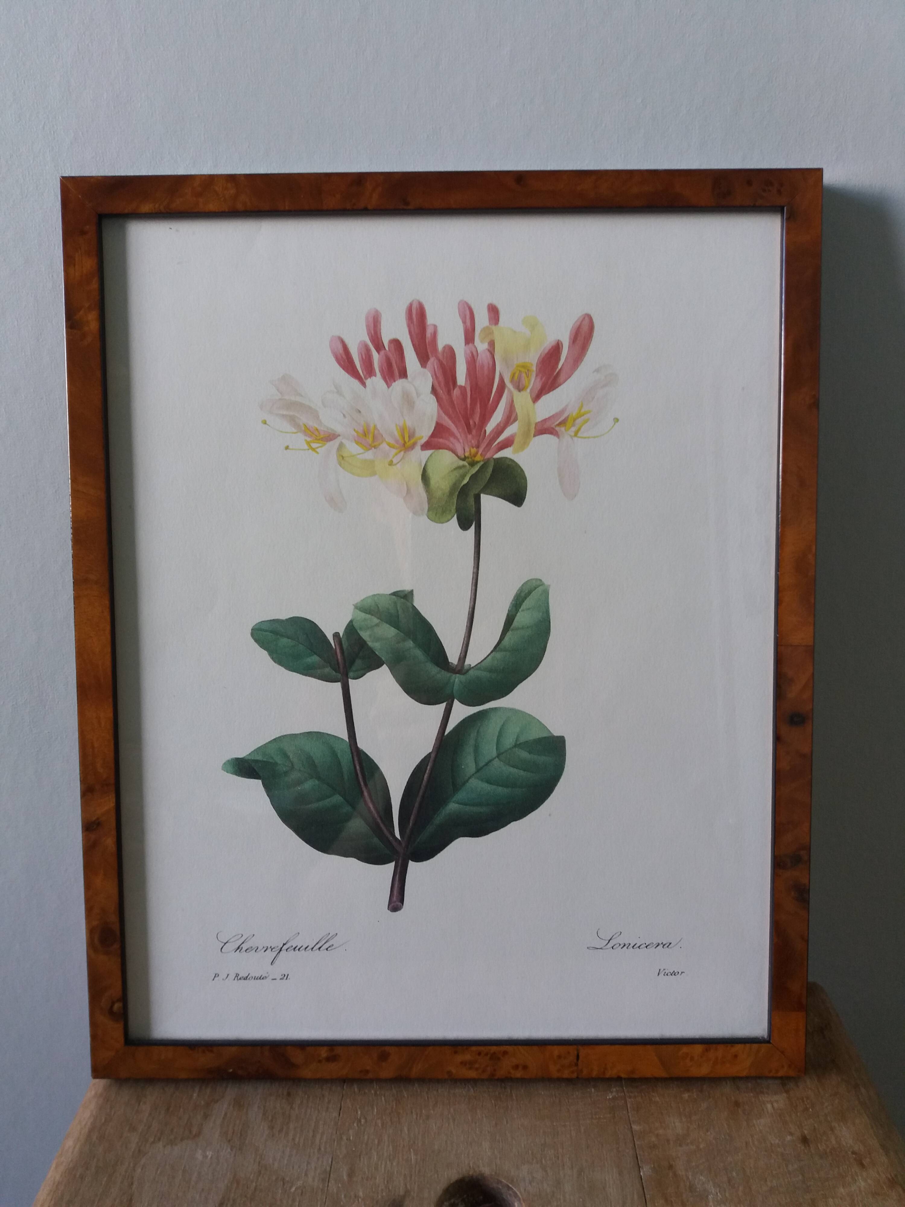 Framed botanical plate, flower illustration by Pierre Joseph Redouté