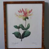 Framed botanical plate, flower illustration by Pierre Joseph Redouté