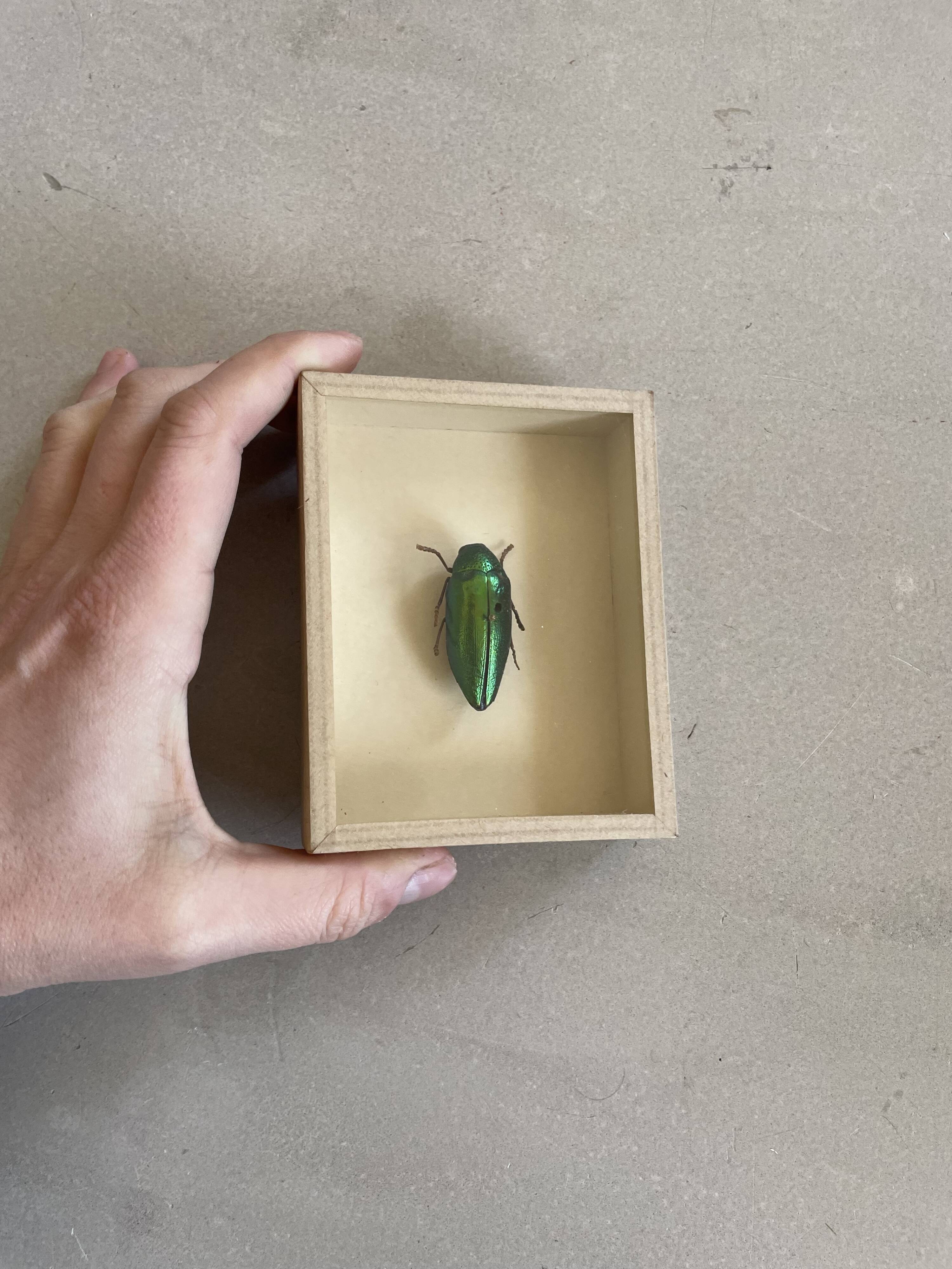 Beetle stuffed under glass