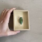 Beetle stuffed under glass