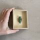 Beetle stuffed under glass