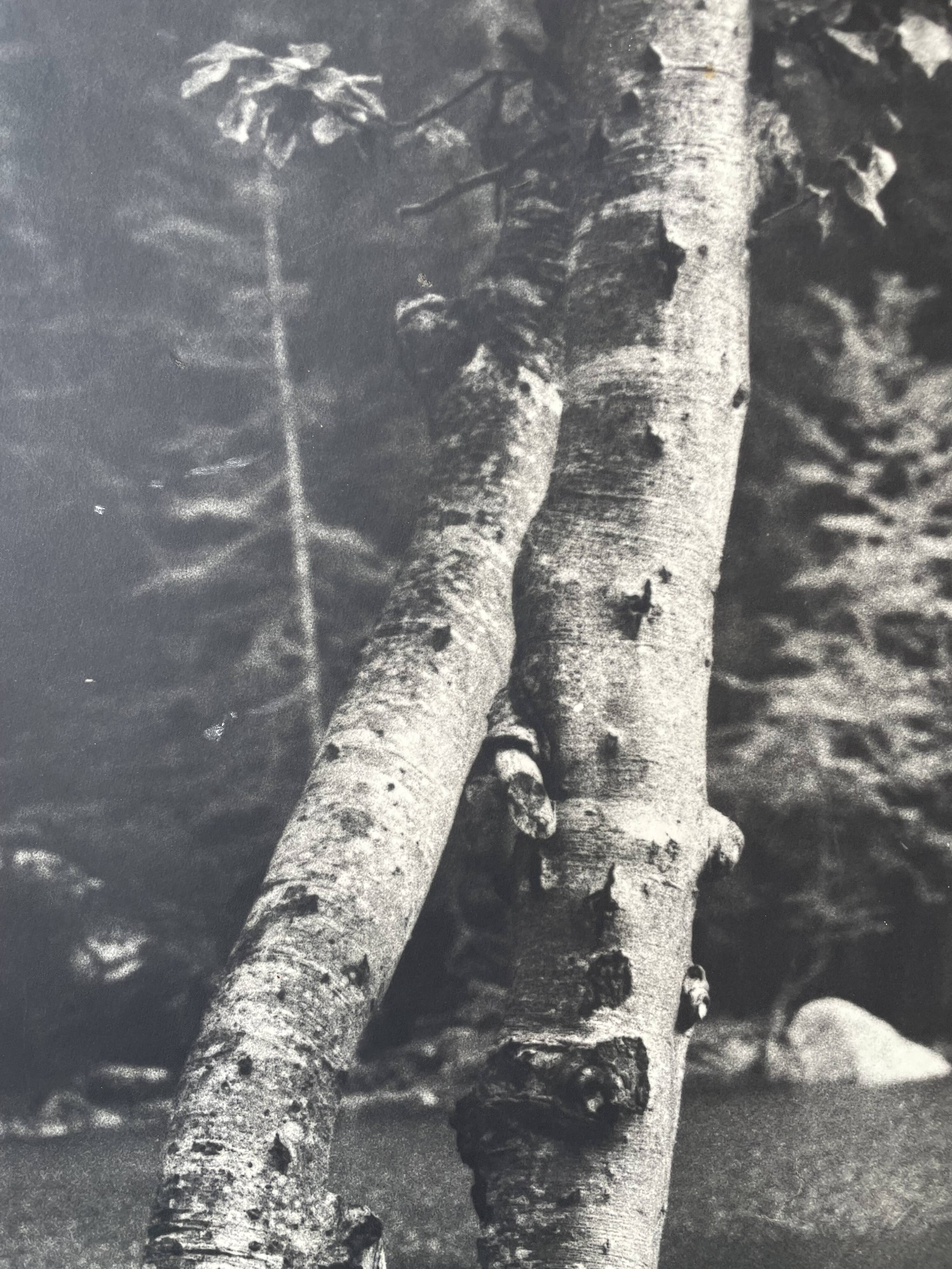 Old XXL black and white tree photograph