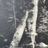 Ancienne photographie arbre noir et blanc XXL