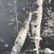 Old XXL black and white tree photograph