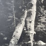 Ancienne photographie arbre noir et blanc XXL