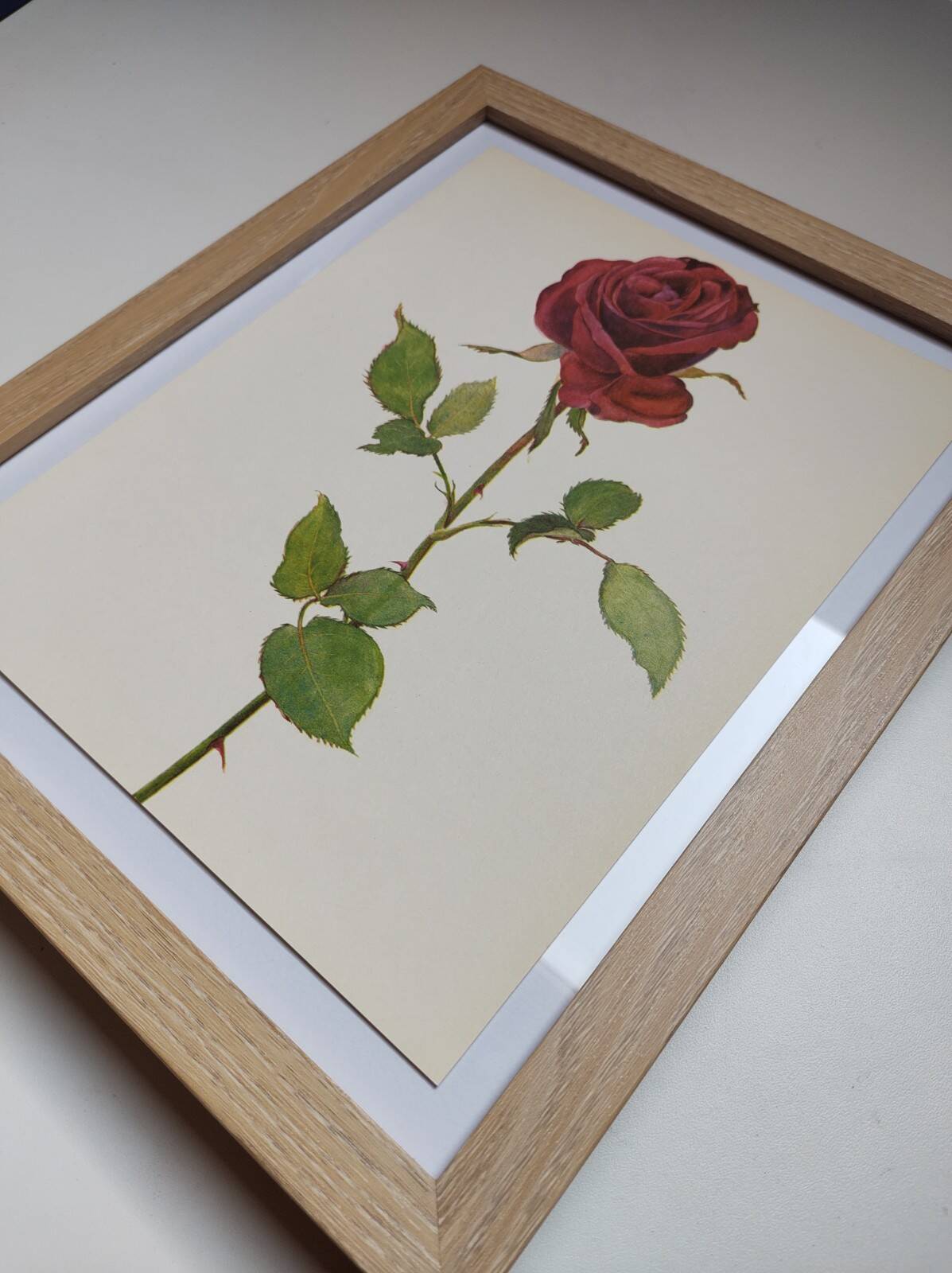 Botanical print from 1968 Crimson King - Vintage flower and rose illustration