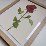 Botanical print from 1968 Crimson King - Vintage flower and rose illustration