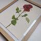 Botanical print from 1968 Crimson King - Vintage flower and rose illustration
