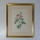 Old pink framed botanical engraving signed redouté