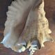 Lot of 8 old collectible shells - cabinet of curiosity