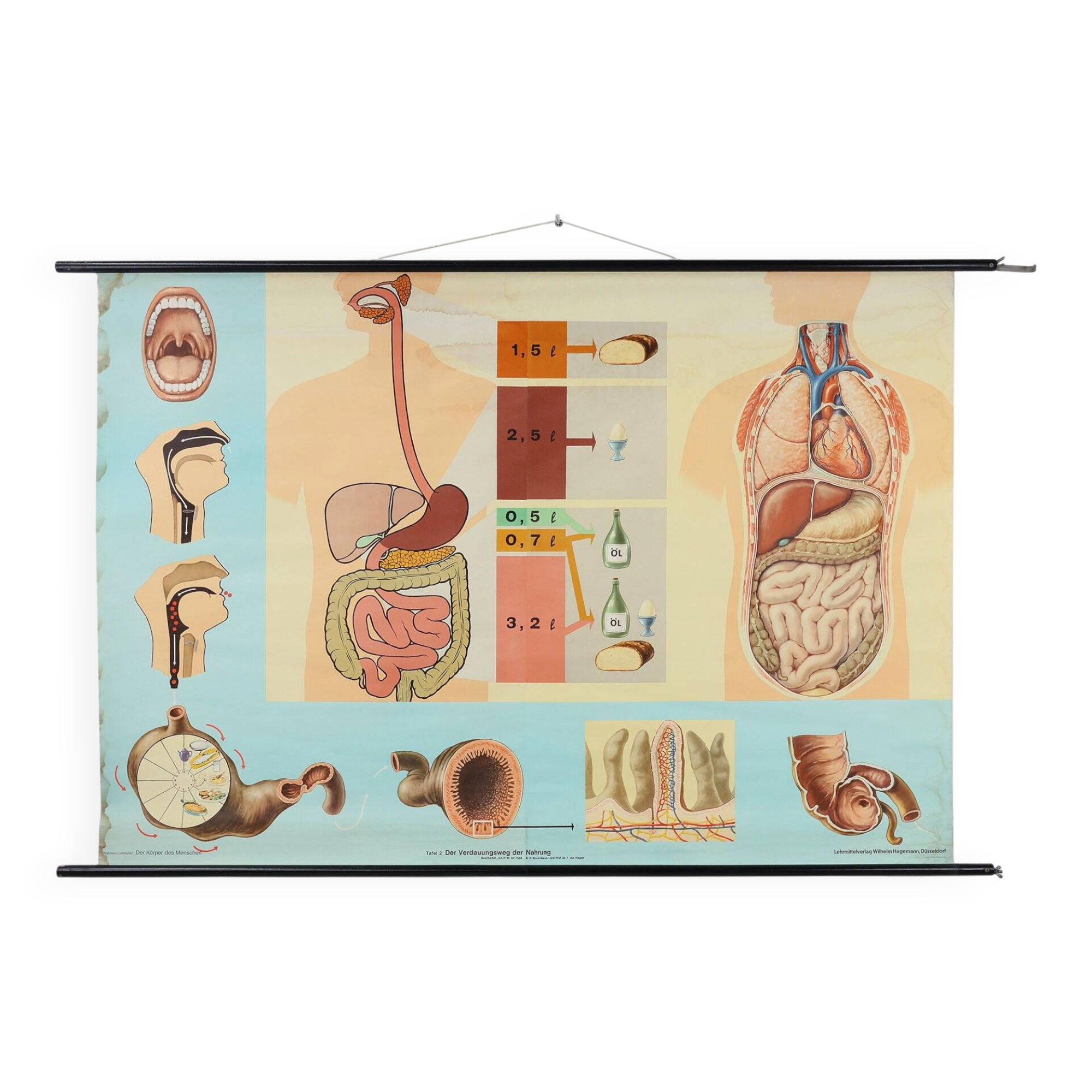 Mid-Century School Map of Digestion, Germany, 1960s