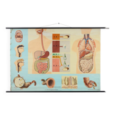 Mid-Century School Map of Digestion, Germany, 1960s