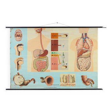 Mid-Century School Map of Digestion, Germany, 1960s