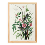 Poster of the White-throated Sparrow, after an old engraving from 1827