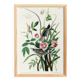 Poster of the White-throated Sparrow, after an old engraving from 1827
