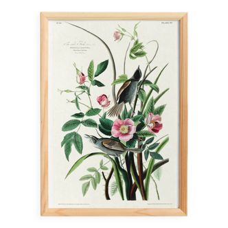 Poster of the White-throated Sparrow, after an old engraving from 1827