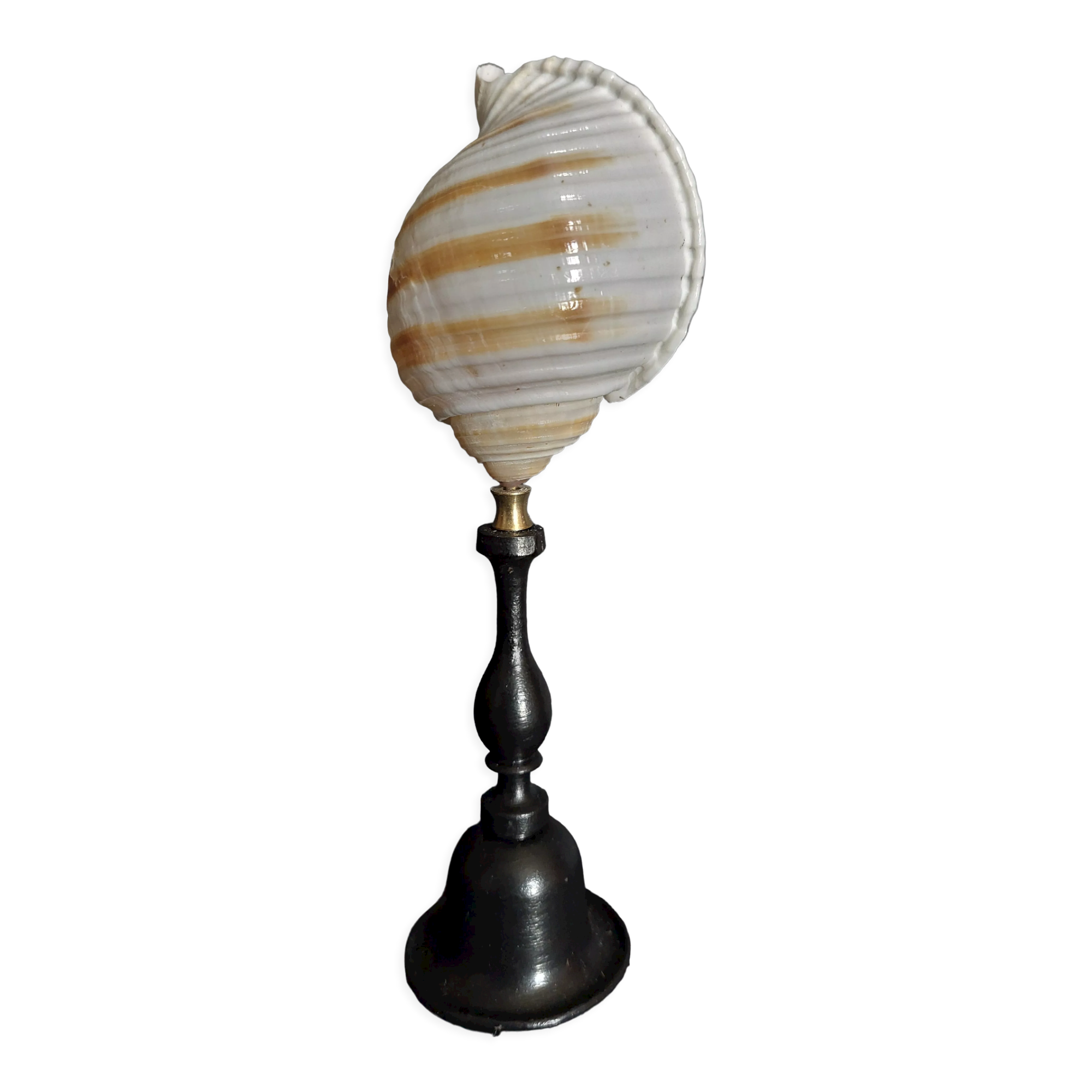 Cabinet of Curiosities shell tonna sulcosa on pedestal