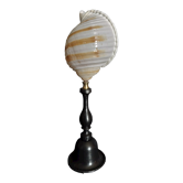 Cabinet of Curiosities shell tonna sulcosa on pedestal
