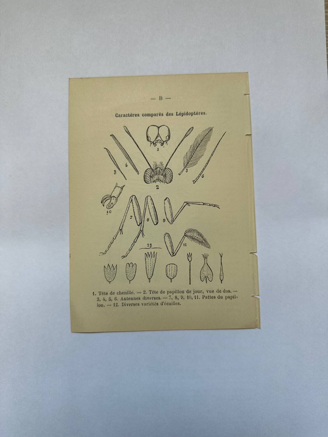 Botanical engraving butterflies double-sided naturalist plate Etching