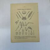 Botanical engraving butterflies double-sided naturalist plate Etching