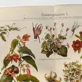 Chromo-lithograph from 1909 - Flower and decorative plants (1) - German plate - Engraving
