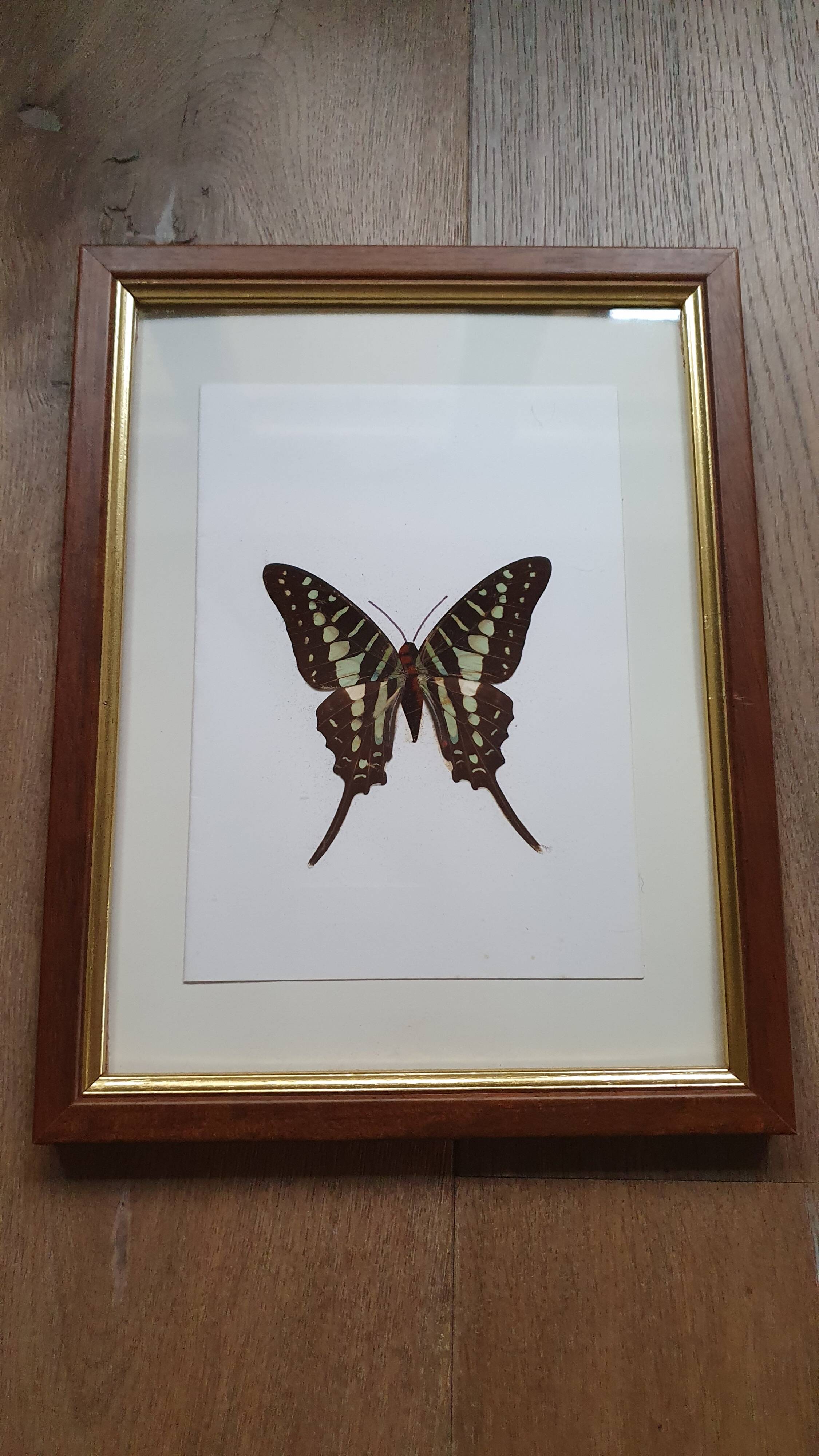 Naturalized butterfly in its old wooden frame