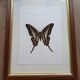 Naturalized butterfly in its old wooden frame