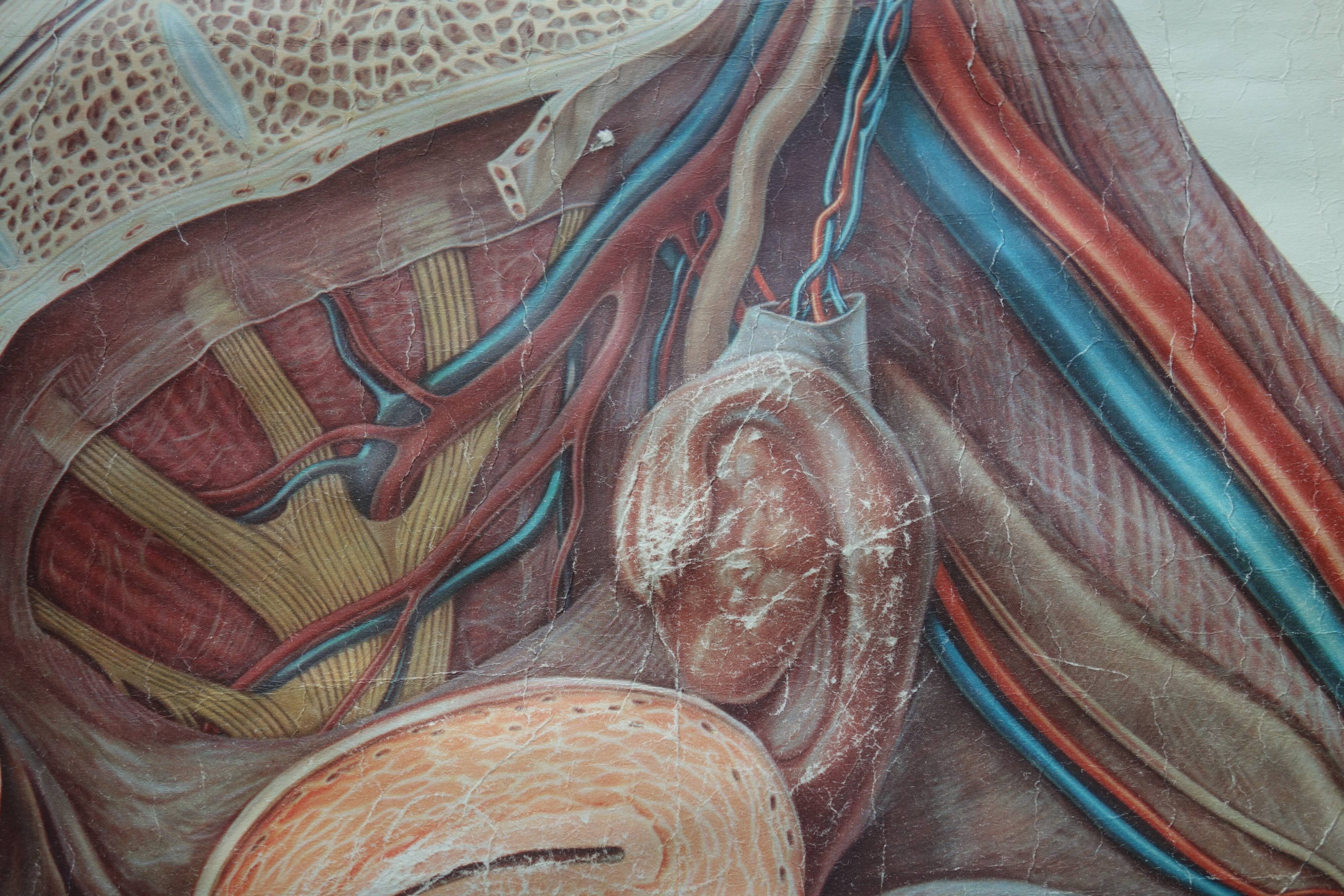 Ancient medical poster