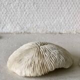 Lot coquillages anciens