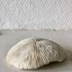 Lot coquillages anciens