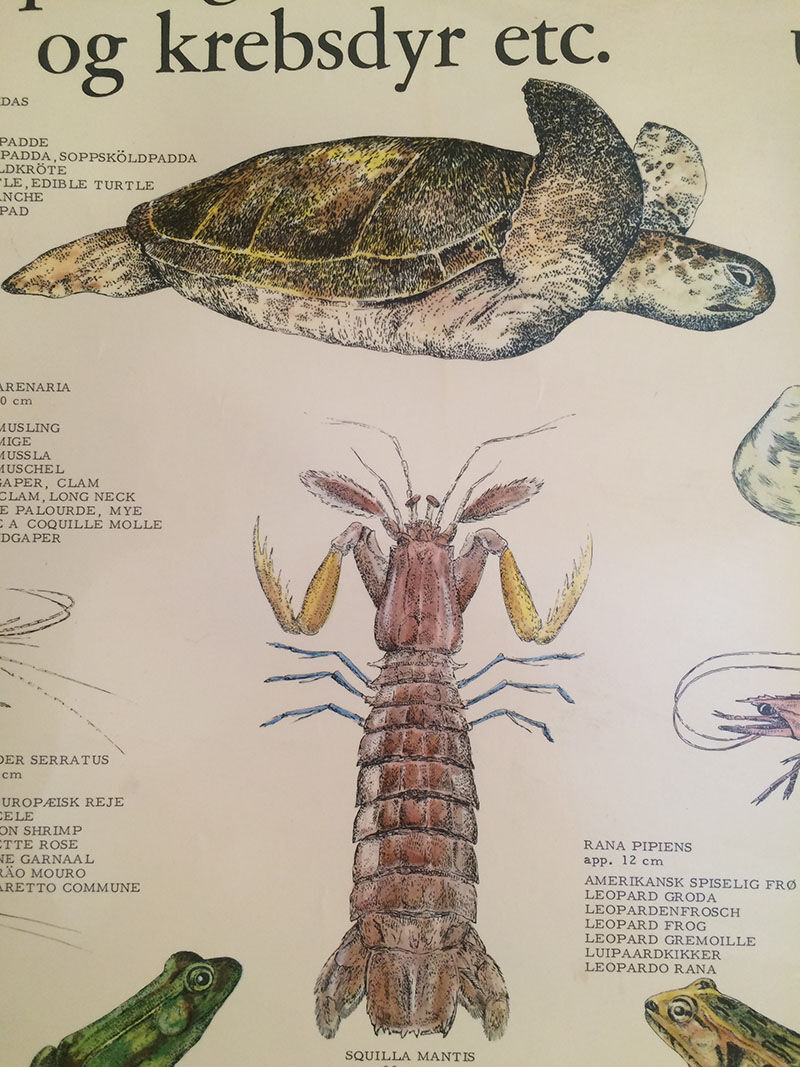 Original vintage marine wildlife poster, 80s