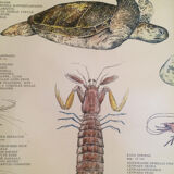 Original vintage marine wildlife poster, 80s