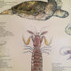 Original vintage marine wildlife poster, 80s