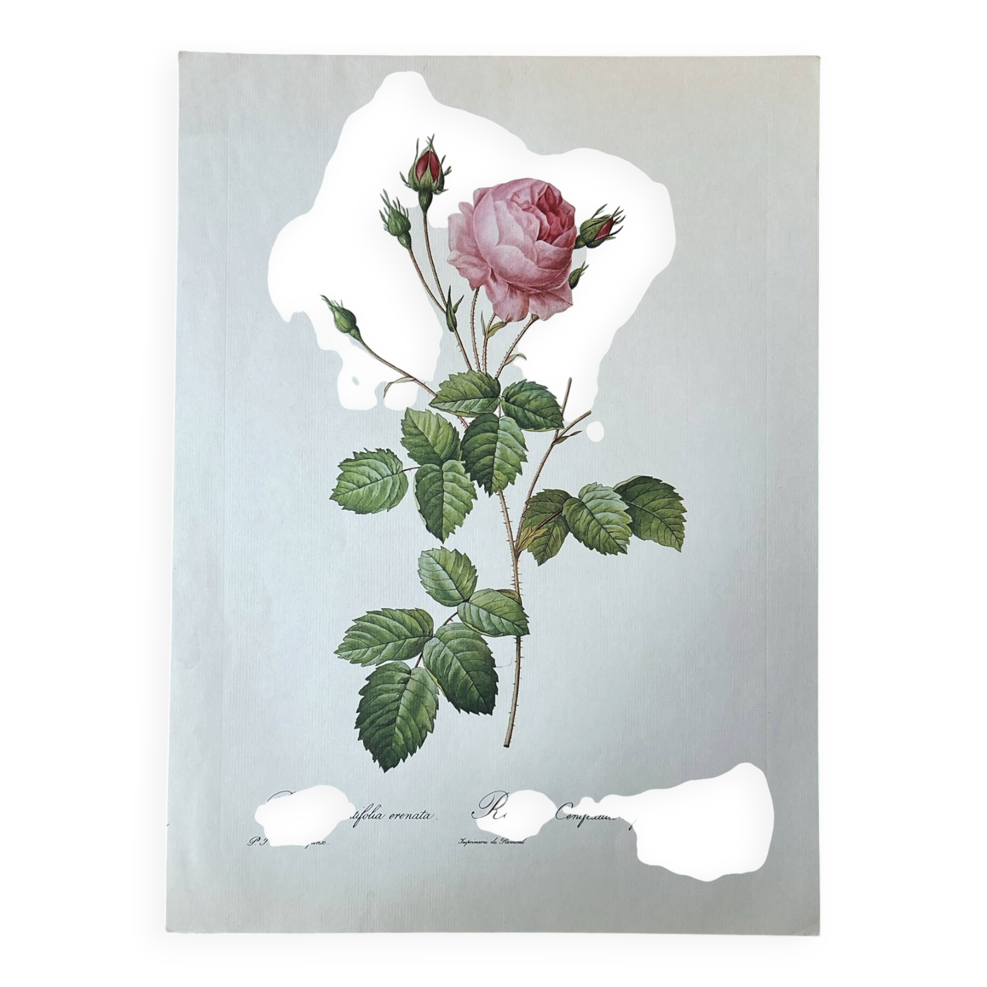 Botanical plate Centfeuilles Rose - 40.4x29.9cm