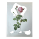 Botanical plate Centfeuilles Rose - 40.4x29.9cm