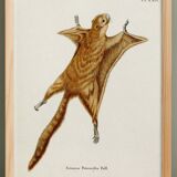 Poster about the flying squirrel, based on an old engraving from 1774.
