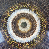 Painting "Butterfly Wings"